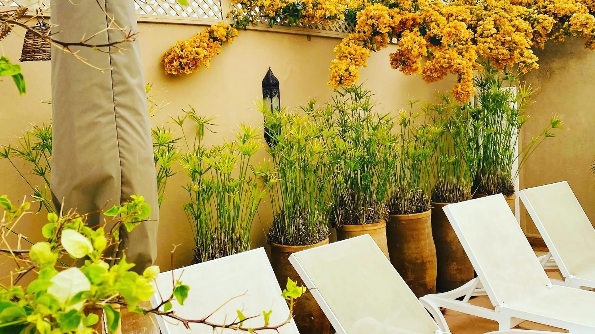 Riad Les Orangers D'Alilia Marrakesh